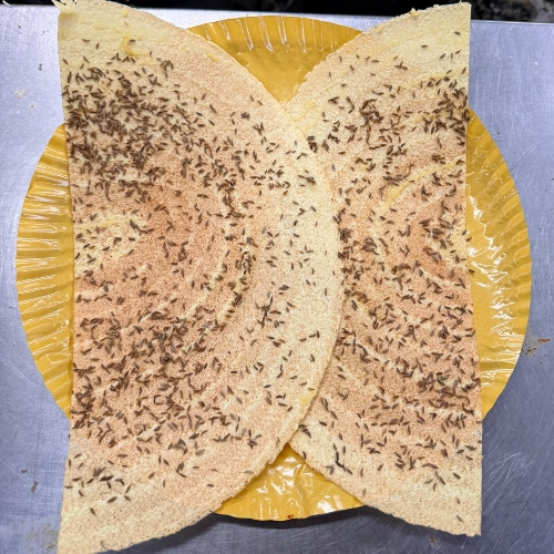 Jeera Paper Dosa